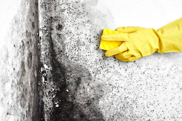 Best Residential Mold Inspection & Testing  in Vancouver, WA